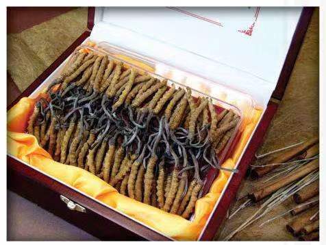 柳北冬虫夏草回收